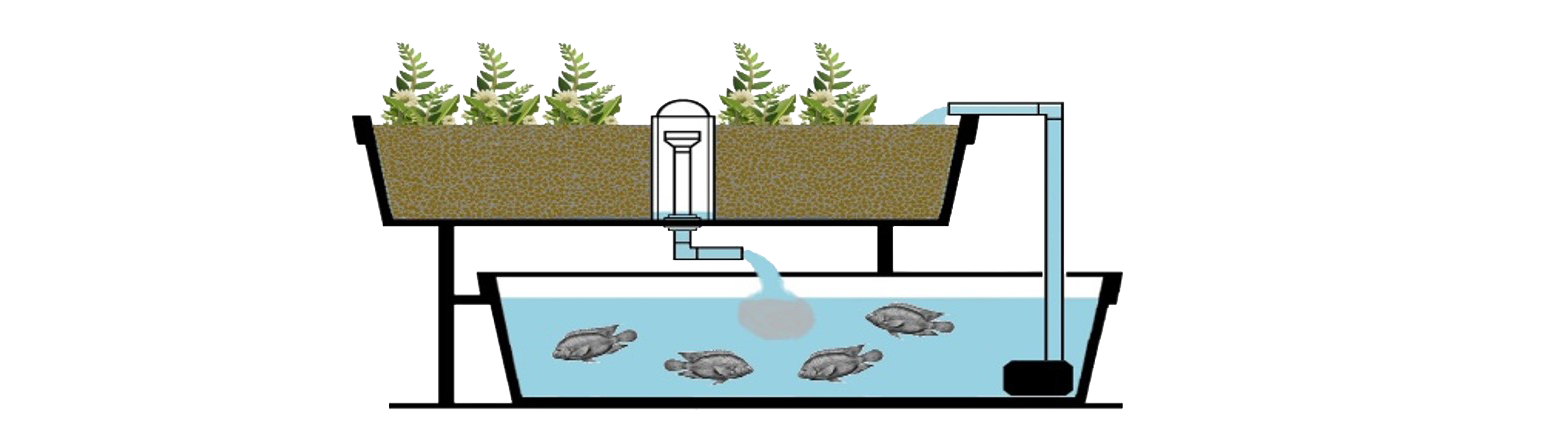 Eine Skizze von einem aquaponischen System, wie wir in EdeN untersuchen.